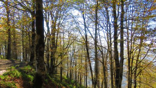 عکس جنگل سیاه کل