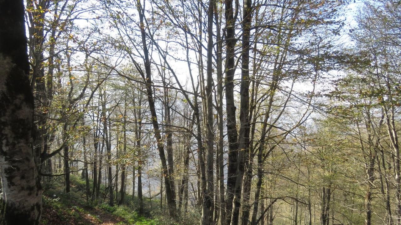 عکس جنگل سیاه کل