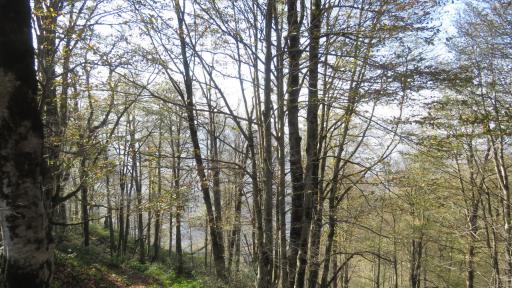 عکس جنگل سیاه کل