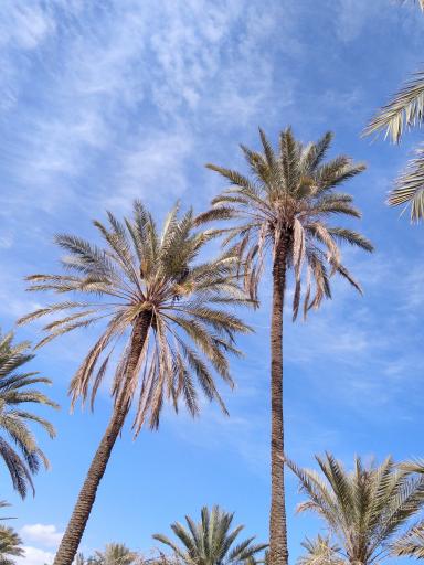 عکس نخلستان شهر گشت