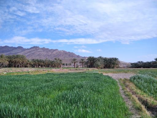 عکس نخلستان شهر گشت