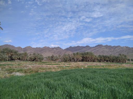 عکس نخلستان شهر گشت