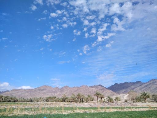 عکس نخلستان شهر گشت