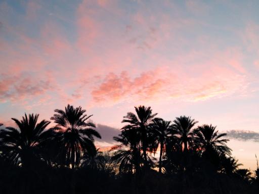 عکس نخلستان شهر گشت