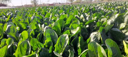 عکس بارفروشی هنرکار