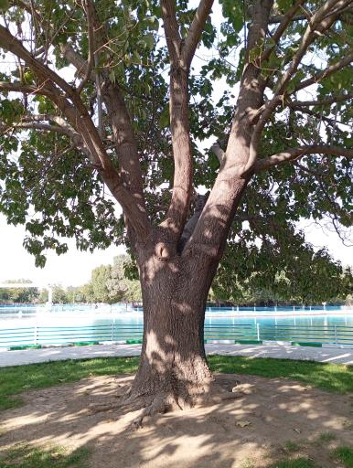 عکس بوستان ارم