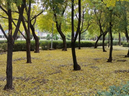 عکس بوستان ارم