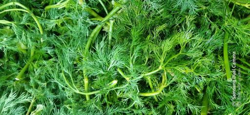 عکس سبزیجات آماده طبخ گلستان سبز