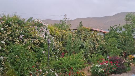 عکس جابان