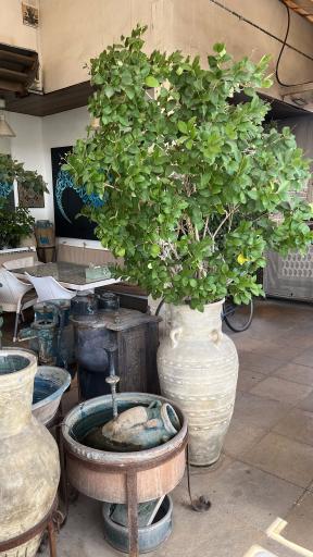 عکس کافه رستوران گیاهی مهر میترا