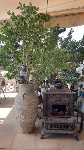 عکس کافه رستوران گیاهی مهر میترا