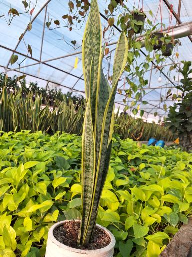 عکس گلخونه حیدری