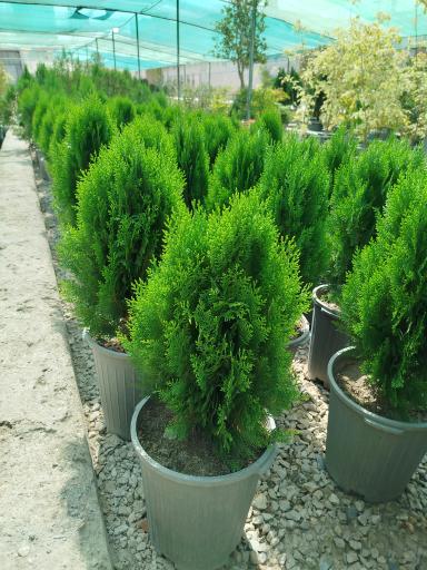 گلخانه ودود