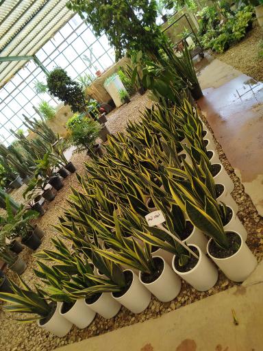 گلخانه ودود