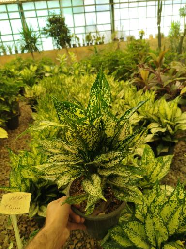 گلخانه ودود