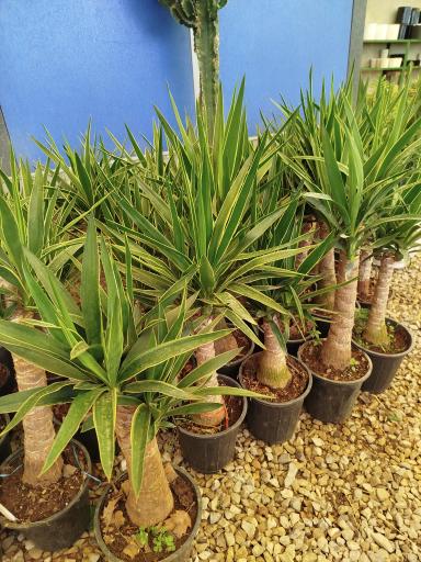 گلخانه ودود