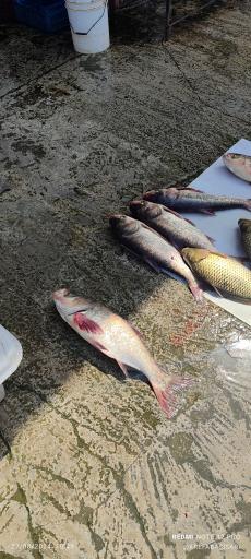 عکس بازار ماهی فروشان ساری