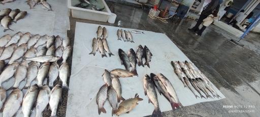 عکس بازار ماهی فروشان ساری