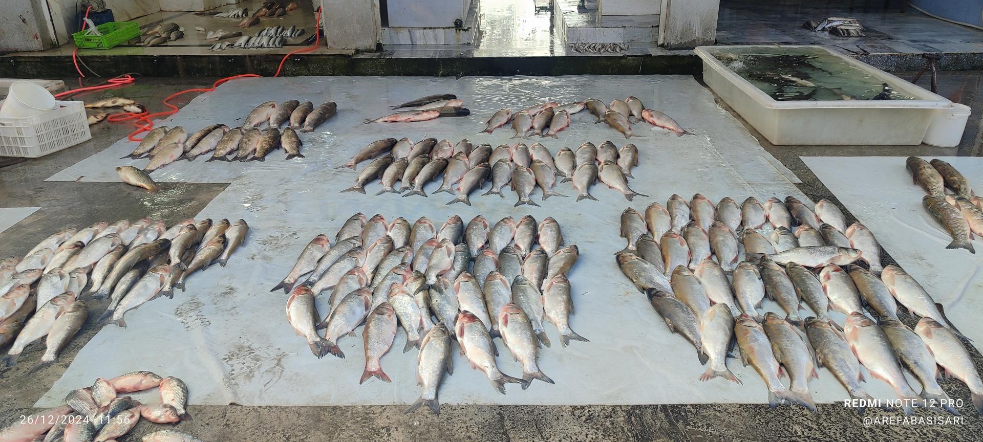 عکس بازار ماهی فروشان ساری