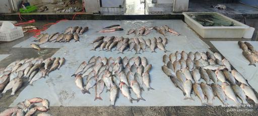 عکس بازار ماهی فروشان ساری