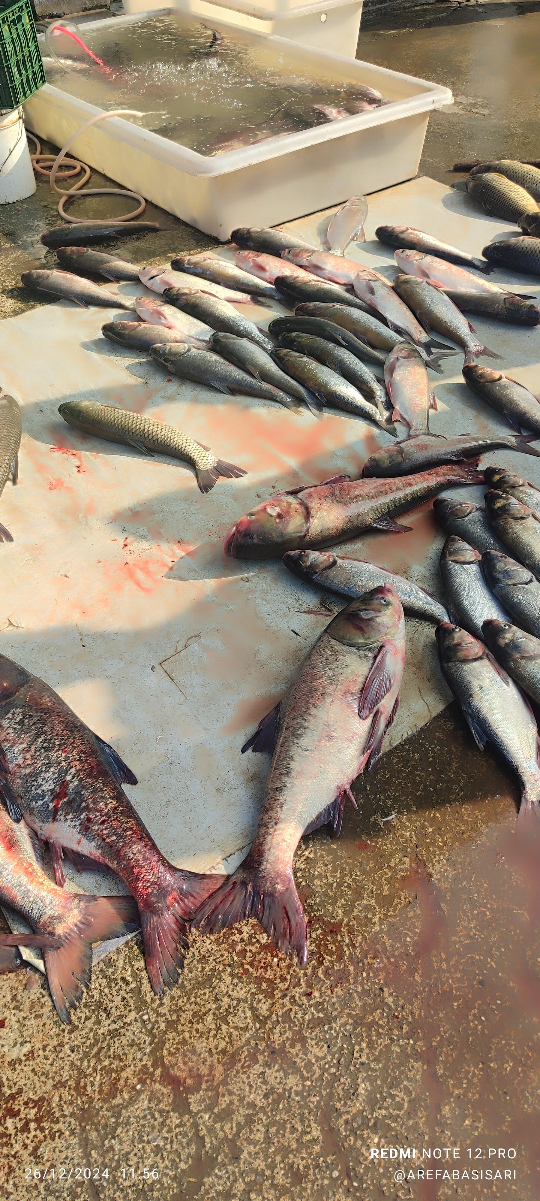 عکس بازار ماهی فروشان ساری
