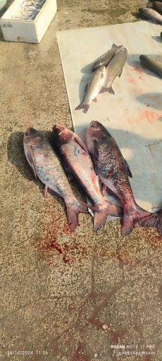 عکس بازار ماهی فروشان ساری