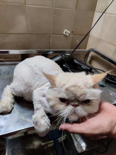 عکس دامپزشکی آراسپ