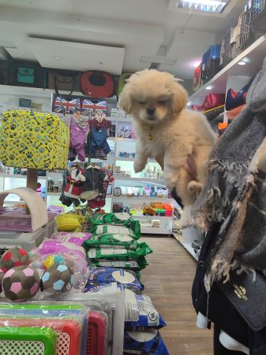 عکس دامپزشکی آراسپ