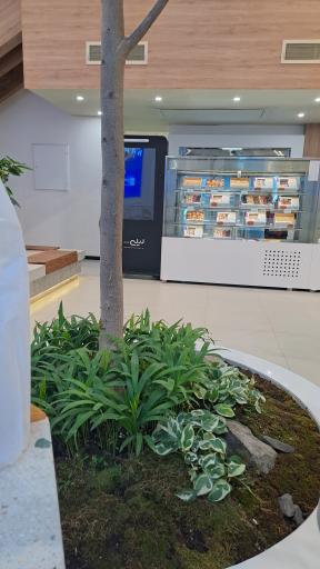 عکس شیرینی لیلی نور