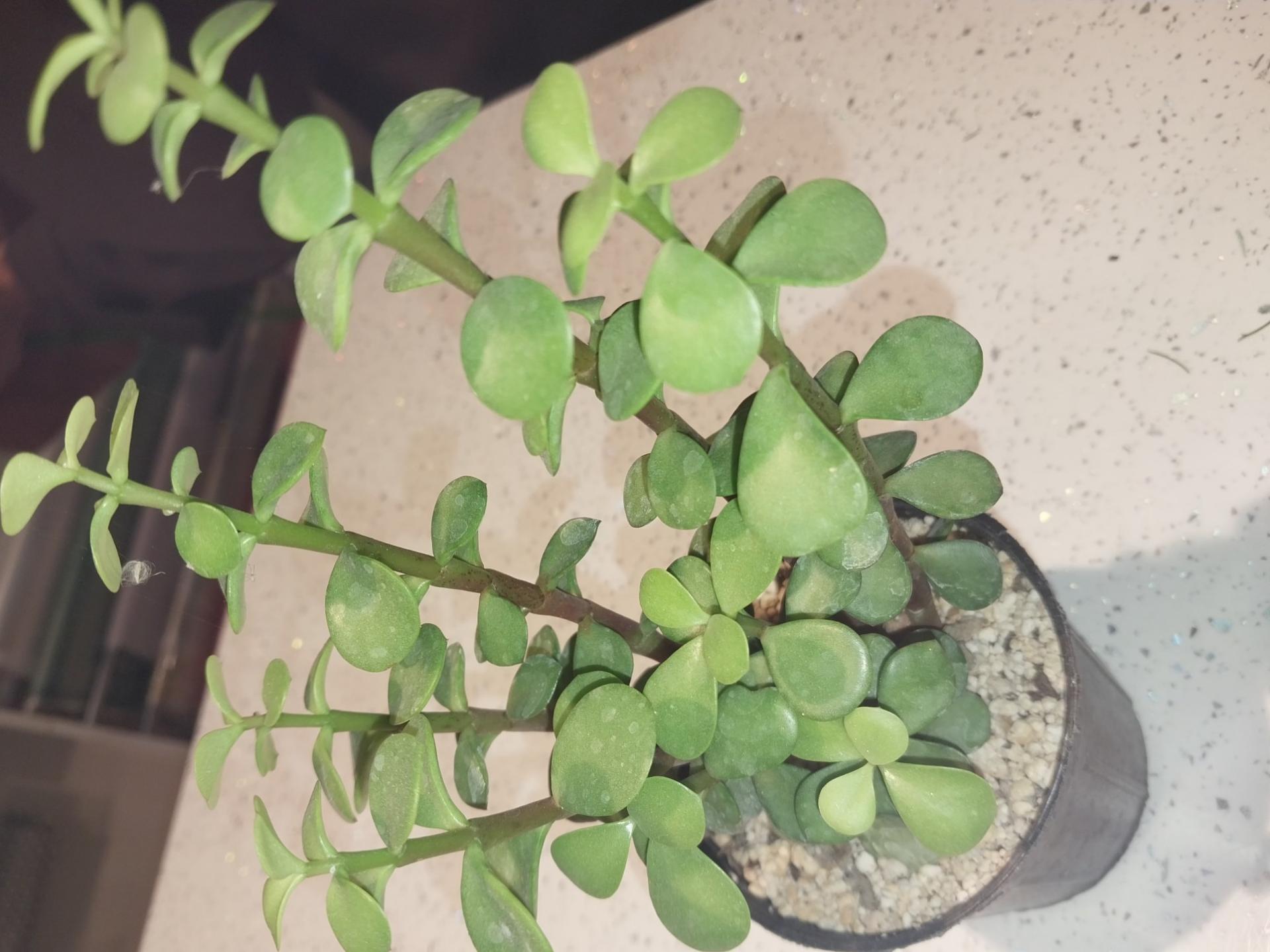 عکس گل فروشی