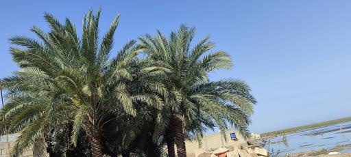 عکس تالاب شادگان