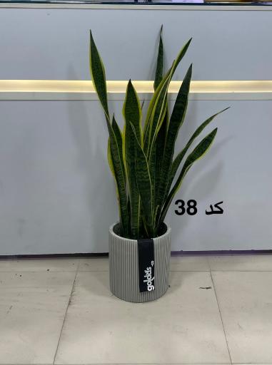 عکس فروشگاه گياه و گلدان گلداس