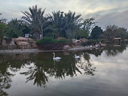 عکس برکه قو پارک آبشار