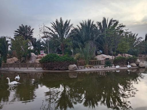 عکس برکه قو پارک آبشار