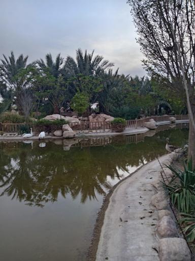عکس برکه قو پارک آبشار