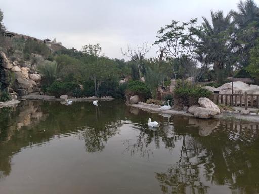 عکس برکه قو پارک آبشار