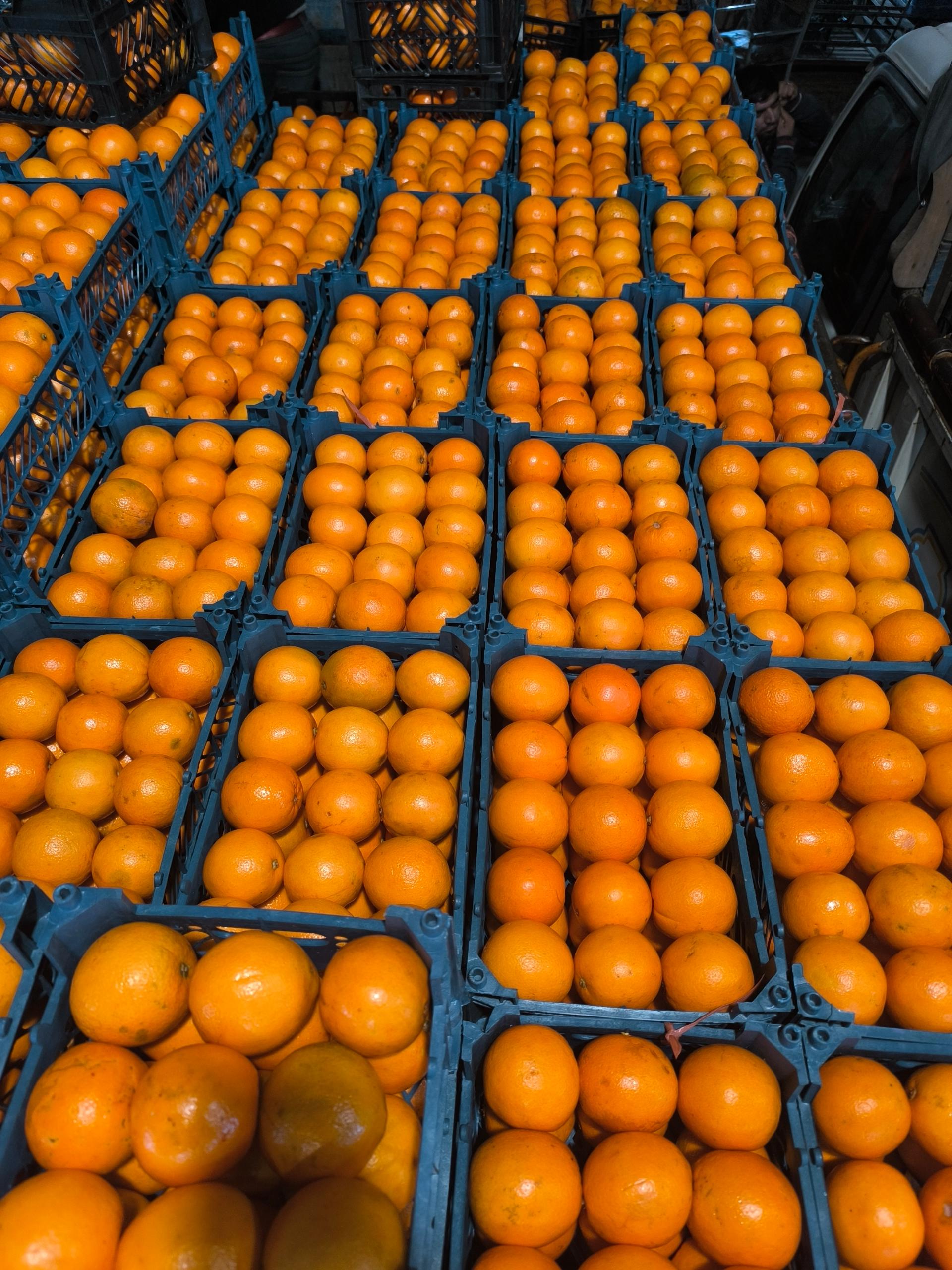 عکس میوه و تره‌بار هاشم