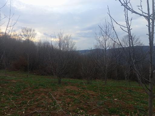 عکس پارک جنگلی توسکا چشمه