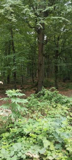 عکس پارک جنگلی توسکا چشمه