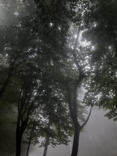 عکس پارک جنگلی توسکا چشمه