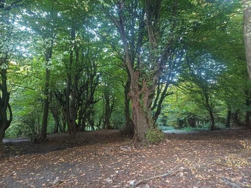 عکس پارک جنگلی توسکا چشمه