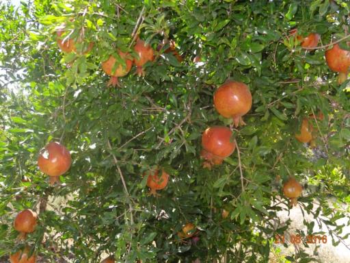 عکس باشگاه صنایع ایران کود شیمیایی اوره