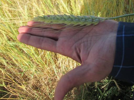 عکس باشگاه صنایع ایران کود شیمیایی اوره