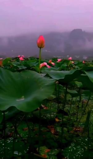 عکس تالاب کومله