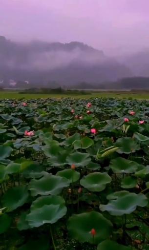 عکس تالاب کومله