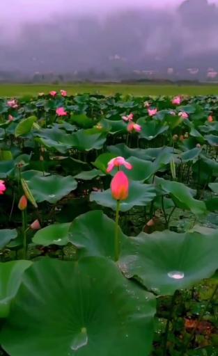 عکس تالاب کومله