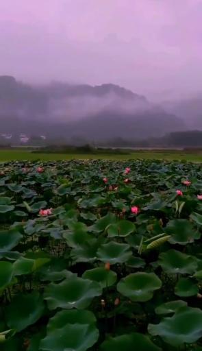 عکس تالاب کومله