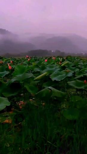 عکس تالاب کومله