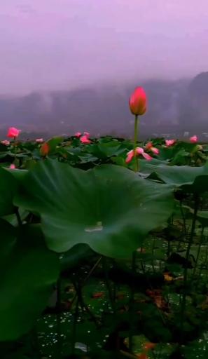 عکس تالاب کومله