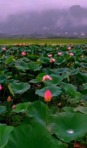 عکس تالاب کومله